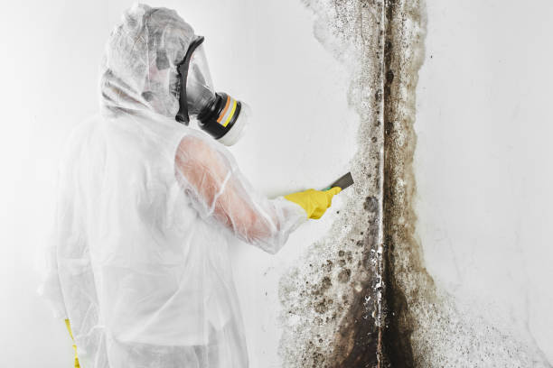 Best Water Damage & Mold Remediation  in Hebron, PA